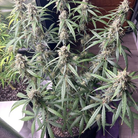 Orion F1 Hybrid growlog photo: Temp 76.8
RH 56%
Flush