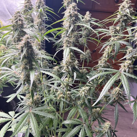 Orion F1 Hybrid growlog photo: Temp 76.8
RH 56%
Flush