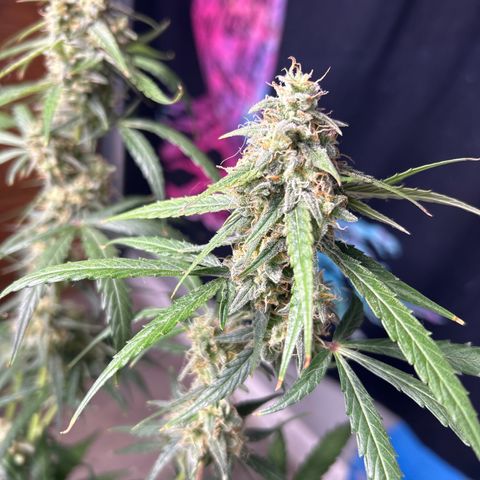 Orion F1 Hybrid growlog photo: Temp 76.8
RH 56%
Flush