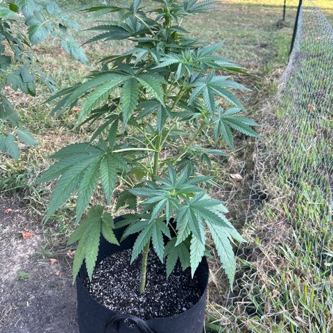 Medusa growlog timeline photo