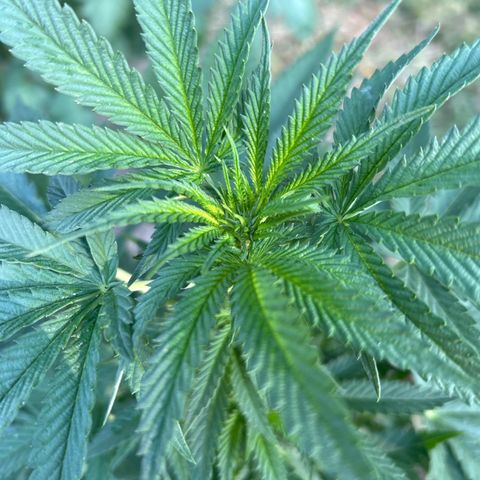 Medusa growlog timeline photo