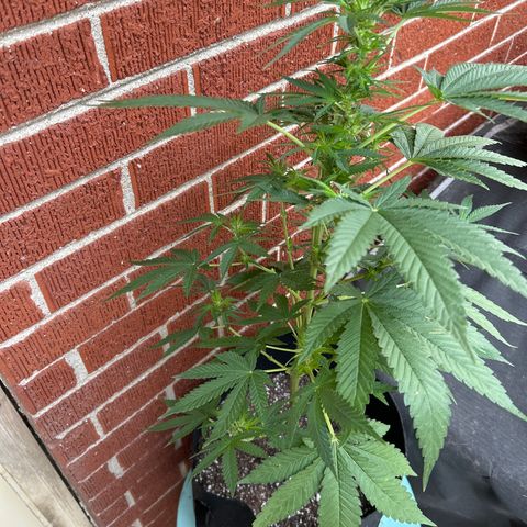 Medusa growlog timeline photo