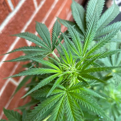 Medusa growlog timeline photo