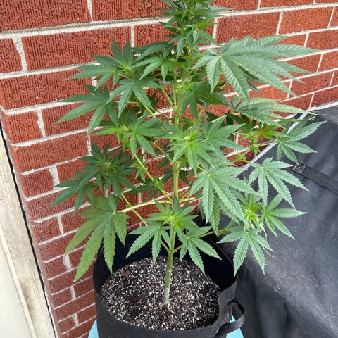 Medusa growlog timeline photo