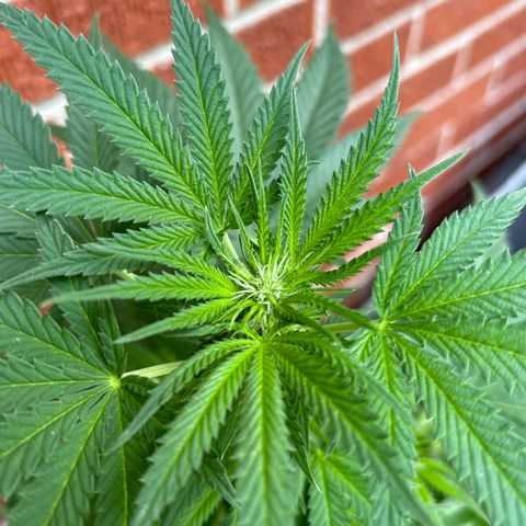 Medusa growlog timeline photo