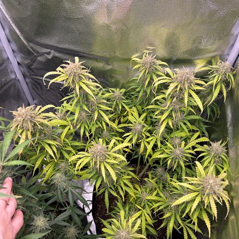 Northern Light growlog timeline photo
