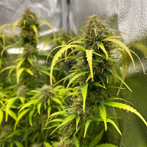 Northern Light growlog timeline photo