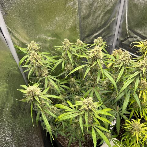 Orion F1 Hybrid growlog timeline photo