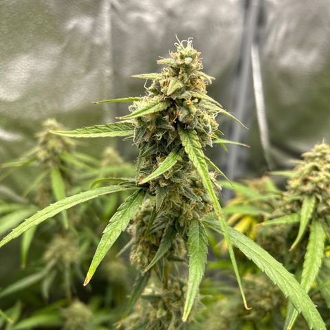 Orion F1 Hybrid growlog timeline photo