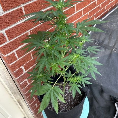 Medusa growlog timeline photo