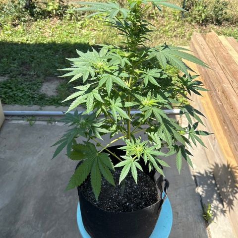 Medusa growlog timeline photo