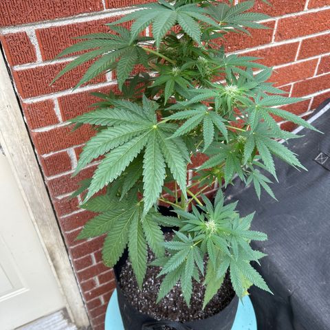 Medusa growlog timeline photo