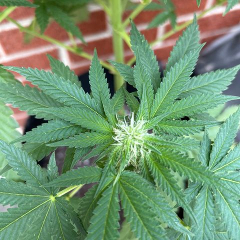 Medusa growlog timeline photo