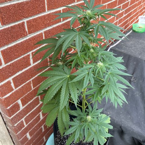 Medusa growlog timeline photo