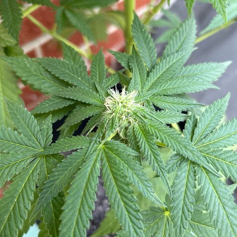 Medusa growlog timeline photo
