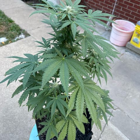 Medusa growlog timeline photo