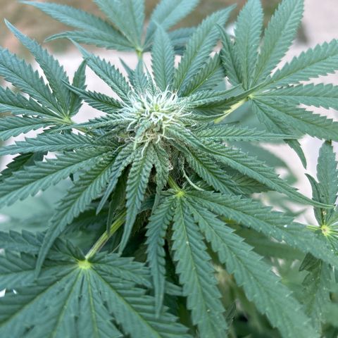 Medusa growlog timeline photo