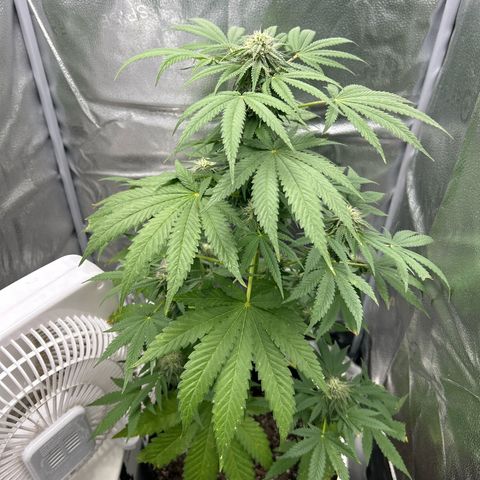 Medusa growlog timeline photo