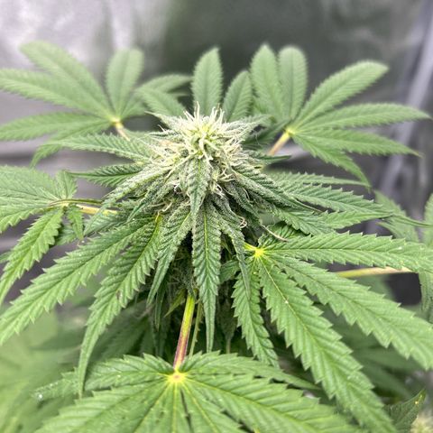 Medusa growlog timeline photo