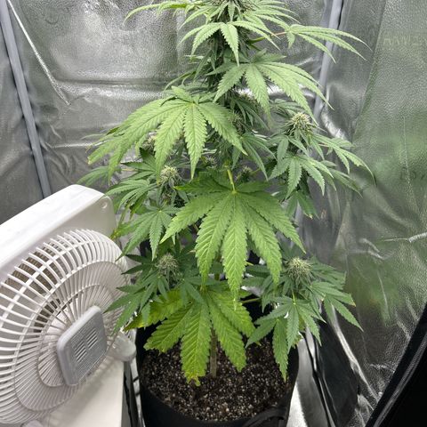 Medusa growlog timeline photo