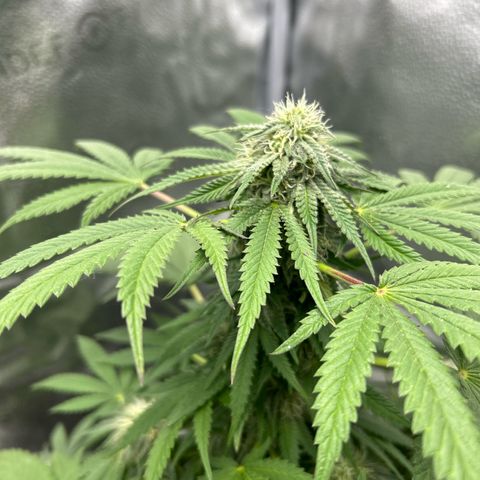 Medusa growlog timeline photo