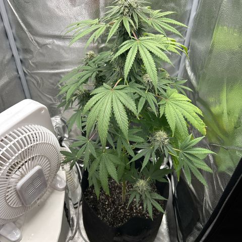 Medusa growlog timeline photo