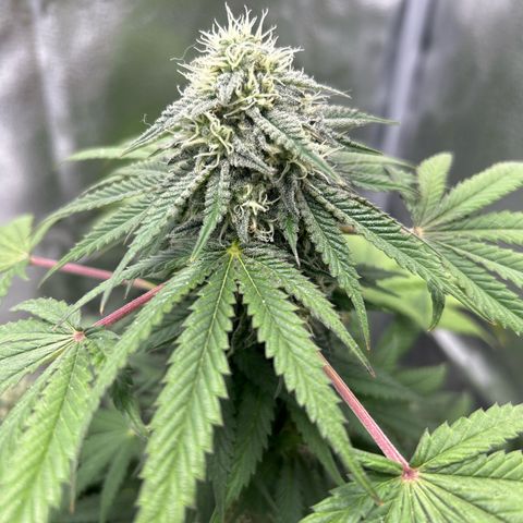 Medusa growlog timeline photo