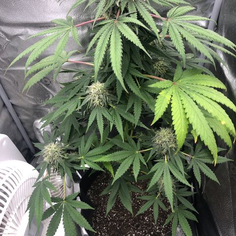 Medusa growlog timeline photo