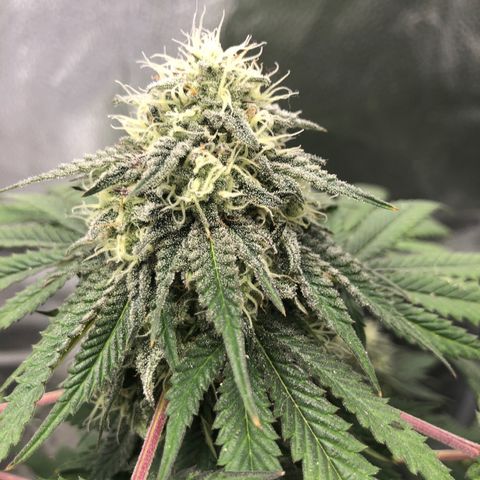 Medusa growlog timeline photo