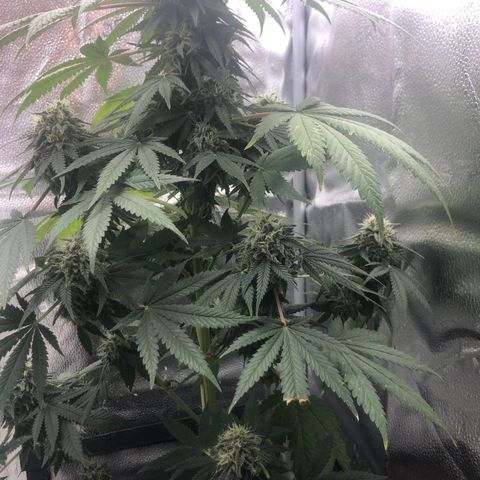 Medusa growlog timeline photo