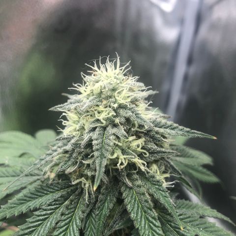 Medusa growlog timeline photo