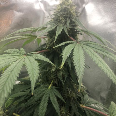 Medusa growlog timeline photo