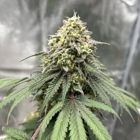 Medusa growlog timeline photo