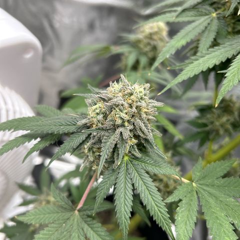 Medusa growlog timeline photo