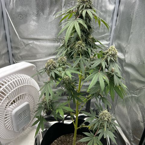 Medusa growlog timeline photo