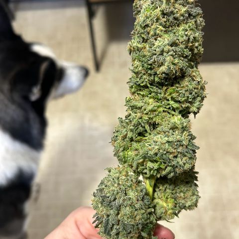Medusa growlog timeline photo