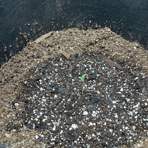 Royal Runtz #2 growlog photo: Temp 74.8
RH 69%