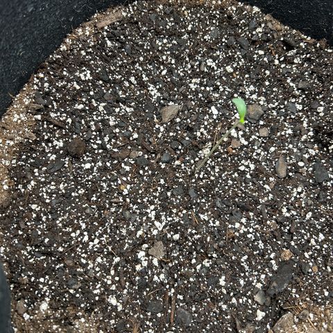 Royal Runtz #1 growlog photo: Temp 76.5
RH 56%
Showing signs of growing first leaves despite missing leaf. 