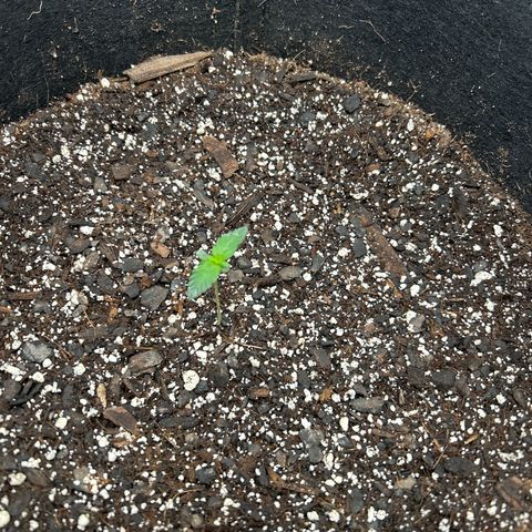 Royal Runtz #2 growlog photo: Temp 73.2
RH 71%