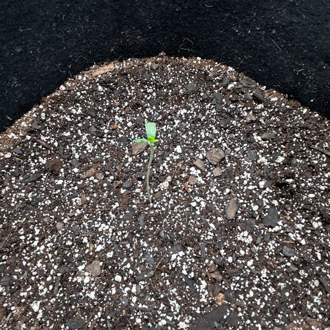 Royal Runtz #1 growlog photo: Temp 73.4
RH 71%