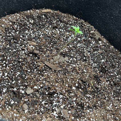 Royal Runtz #1 growlog photo: Temp 76.3
RH 56%