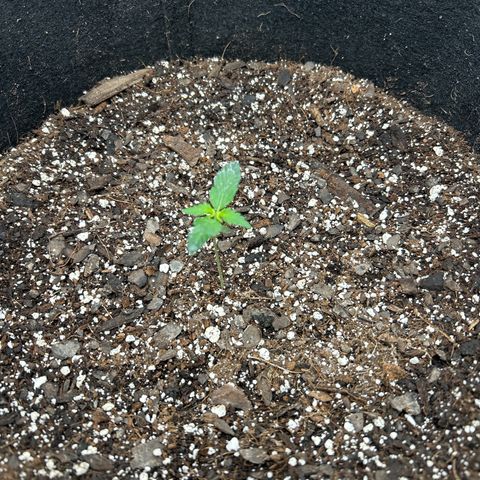 Royal Runtz #2 growlog photo: Temp 76.3
RH 56%