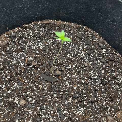 Royal Runtz #1 growlog photo: Temp 73.4
RH 56%