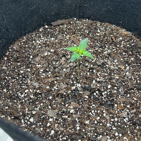 Royal Runtz #2 growlog photo: Temp 73.4
RH 57%