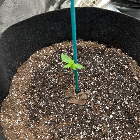 Royal Runtz #1 growlog photo: Temp 75.2
RH 60%