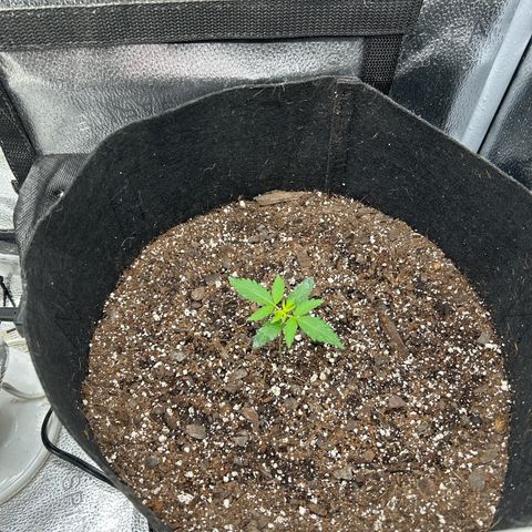 Royal Runtz #2 growlog photo: Temp 75.3
RH 60%