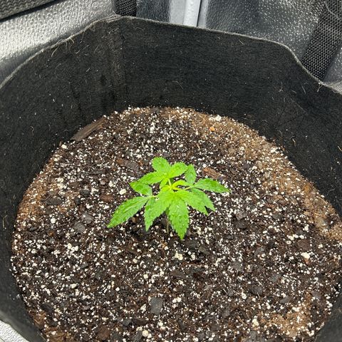 Royal Runtz #2 growlog photo: Temp 79.8 
RH 65%