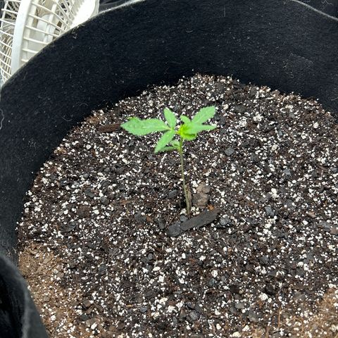 Royal Runtz #1 growlog photo: Temp 79.5
RH 65%