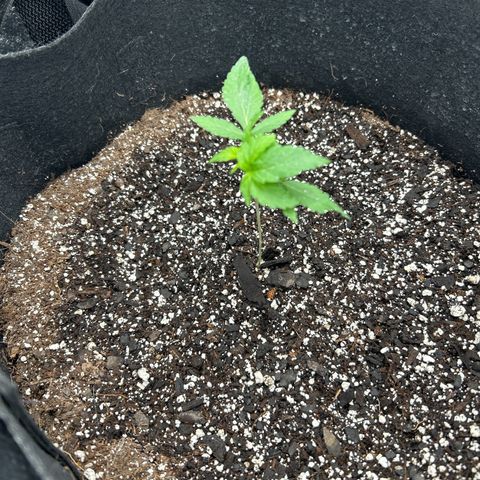 Royal Runtz #1 growlog photo: Temp 71.2
RH 57% 