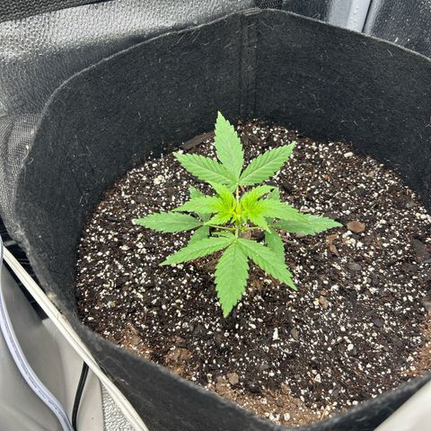 Royal Runtz #2 growlog photo: Temp 71.2
RH 57%